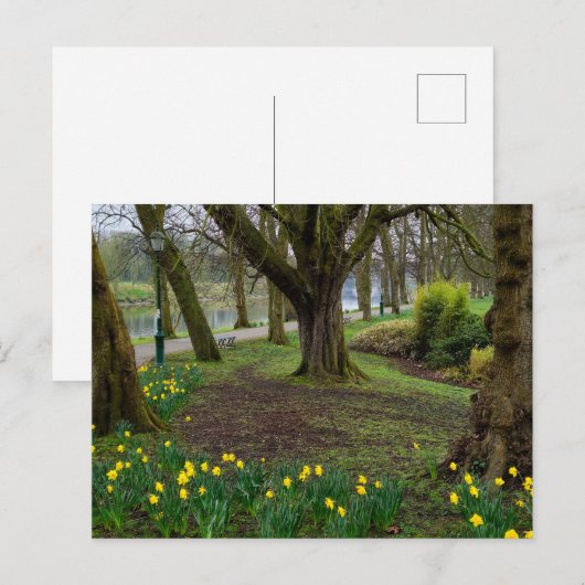 Daffodien Postkarte (Vorne/Hinten)
