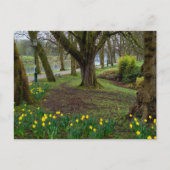 Daffodien Postkarte (Vorderseite)