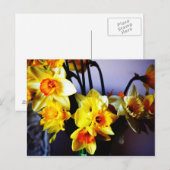 Daffodien Postkarte (Vorne/Hinten)
