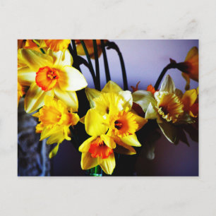 Daffodien Postkarte