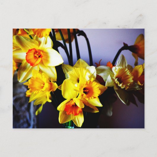 Daffodien Postkarte (Vorderseite)