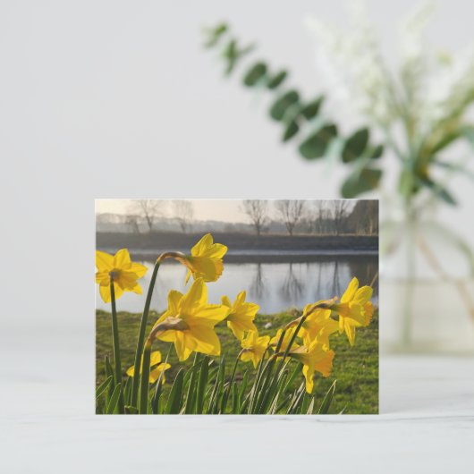 Daffodien Postkarte (Stehend Vorderseite)