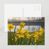 Daffodien Postkarte (Vorne/Hinten)