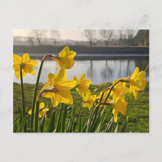 Daffodien Postkarte (Vorderseite)