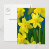 Daffodien Postkarte (Vorne/Hinten)