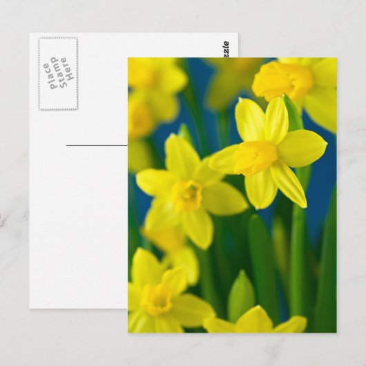 Daffodien Postkarte (Vorne/Hinten)