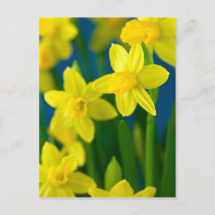 Daffodien Postkarte