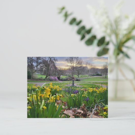 Daffodien Postkarte (Stehend Vorderseite)