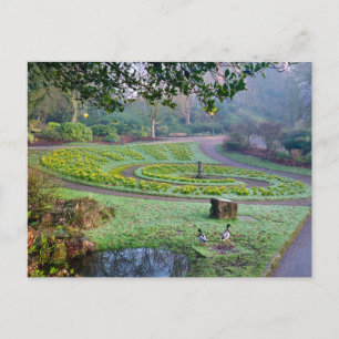 Daffodien Postkarte