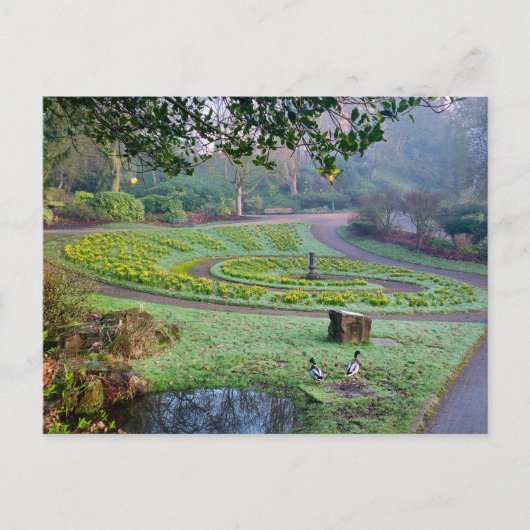 Daffodien Postkarte (Vorderseite)