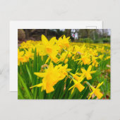 Daffodien Postkarte (Vorne/Hinten)