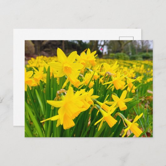 Daffodien Postkarte (Vorne/Hinten)