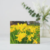Daffodien Postkarte (Stehend Vorderseite)