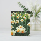 Daffodien Postkarte (Stehend Vorderseite)