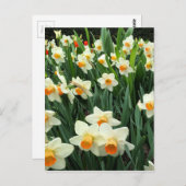 Daffodien Postkarte (Vorne/Hinten)