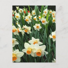 Daffodien Postkarte