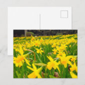 Daffodien Postkarte (Vorne/Hinten)