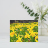 Daffodien Postkarte (Stehend Vorderseite)