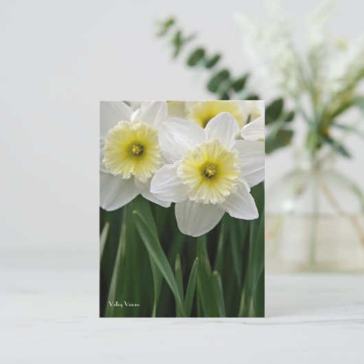 Daffodien Postkarte (Stehend Vorderseite)