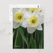Daffodien Postkarte (Vorne/Hinten)