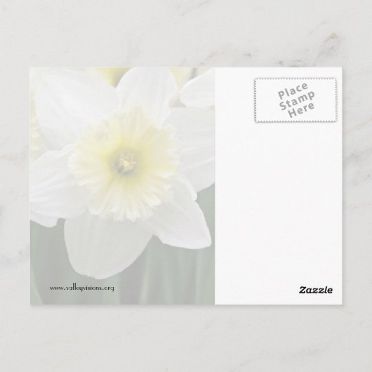 Daffodien Postkarte (Rückseite)