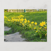 Daffodien Postkarte (Rückseite)