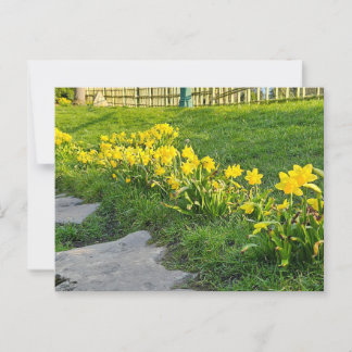 Daffodien Postkarte