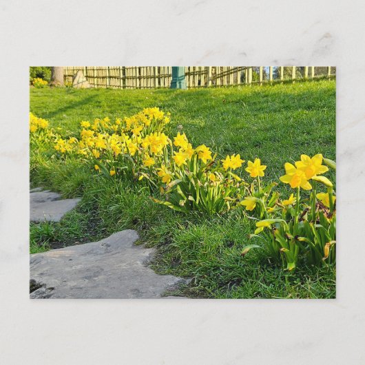 Daffodien Postkarte (Vorderseite)