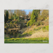 Daffodien Postkarte (Rückseite)