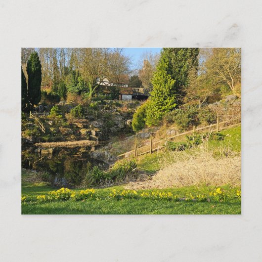 Daffodien Postkarte (Vorderseite)