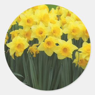 Daffodien Runder Aufkleber