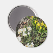 Daffodien und Crocus Magnet (Vorderseite/Rückseite)