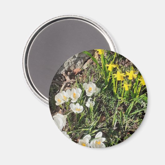 Daffodien und Crocus Magnet (Vorderseite/Rückseite)