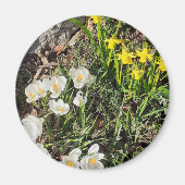 Daffodien und Crocus Magnet (Vorne)