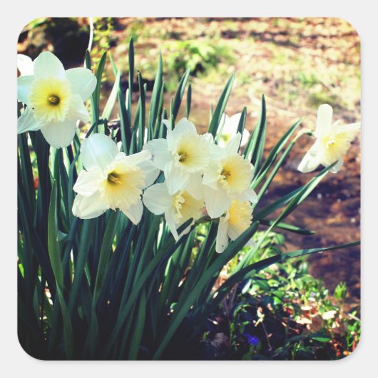 Daffodien von Brook Floral Quadratischer Aufkleber (Vorderseite)