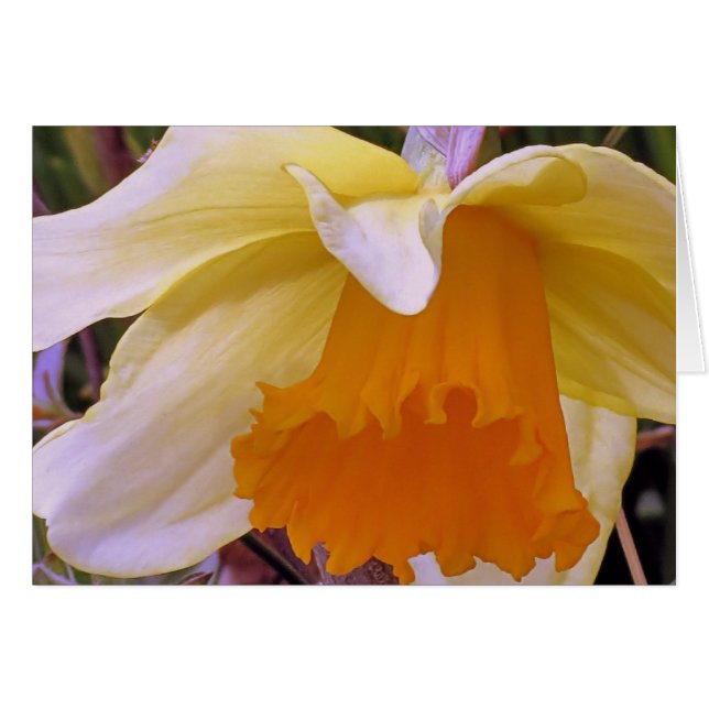 Daffodil (Vorderseite (Horizontal))