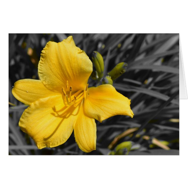 Daffodil (Vorderseite (Horizontal))