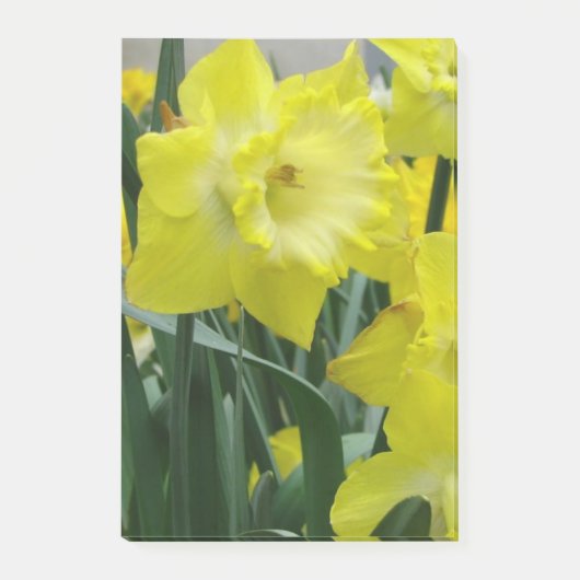 daffodil-22.JPG Post-it Klebezettel (Vorderseite)