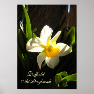 Daffodil am Daybreak Poster