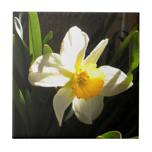 Daffodil am Daybreak Tile Fliese (Vorderseite)
