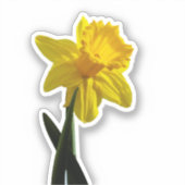 Daffodil Aufkleber (Vorderseite)