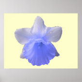 Daffodil Blue Print Poster (Vorne)