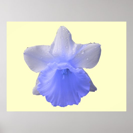 Daffodil Blue Print Poster (Vorne)