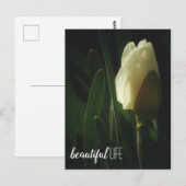 Daffodil Blume Fotografie Schöne Lebensform Phrase Postkarte (Vorne/Hinten)