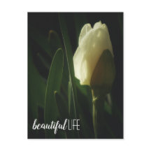 Daffodil Blume Fotografie Schöne Lebensform Phrase