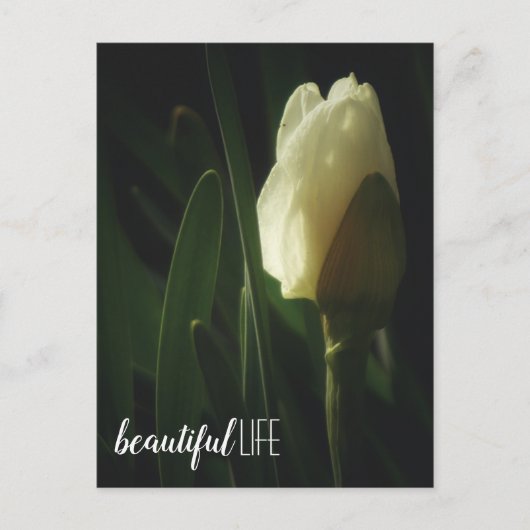 Daffodil Blume Fotografie Schöne Lebensform Phrase Postkarte (Vorderseite)