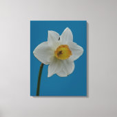 Daffodil Canvas Print Leinwanddruck (Vorderseite)