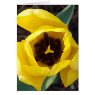 Daffodil Daze