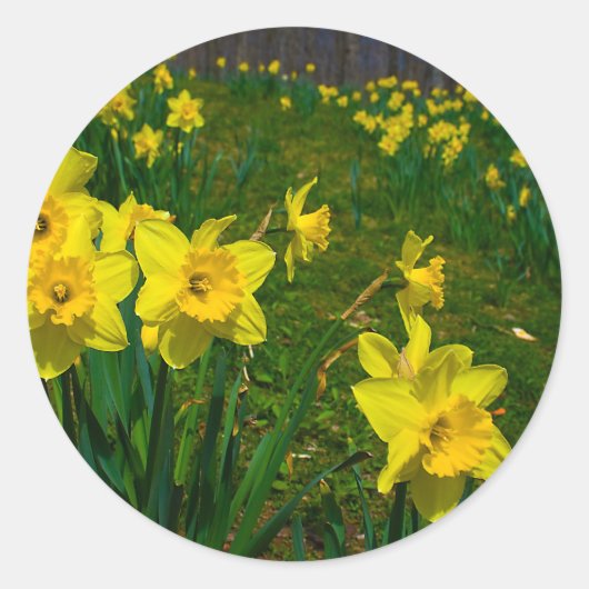 Daffodil Delight Runder Aufkleber (Vorderseite)