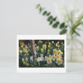 Daffodil Dell: Cheshire, England Postcard Postkarte (Stehend Vorderseite)